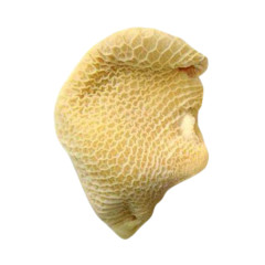 BUCHO BOV. CONG. BOI DOURADO  CX25KG